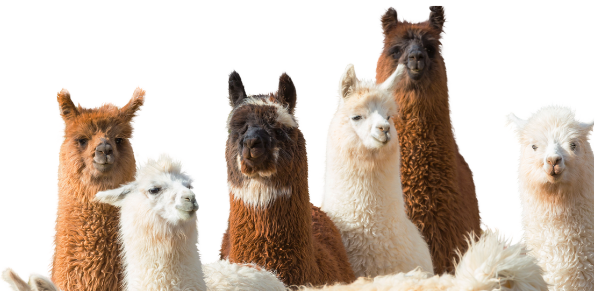a group of white and brown llamas
